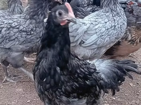 Chickens