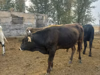 Bull, Russian Black pied cattle — photo 4