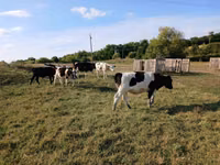 Vache, Russian Black pied cattle — photo 2