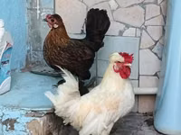 bantam japonais — photo 4