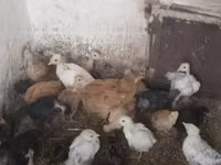 Chickens — ფოტო 2