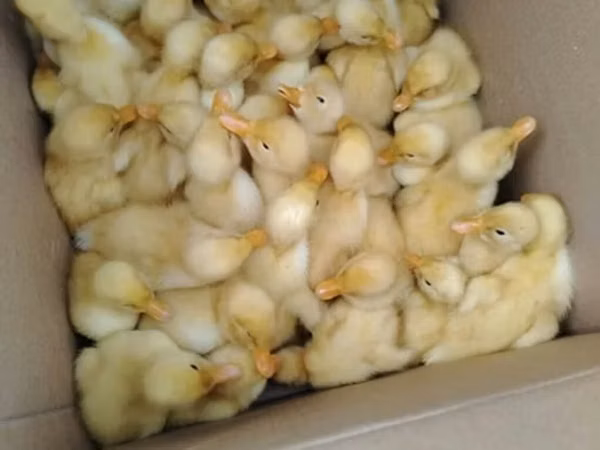 Ducks