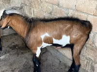 თხა, Nubian Goat — ფოტო 4