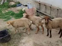ვერძი, ცხვრები — ფოტო 3