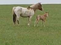 At, Mugalzhar horse — foto 3