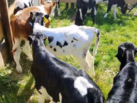 Bydło (partia, płeć nieokreślona), Russian Black pied cattle — zdjęcie 1
