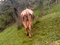 Krowa, Bydło — zdjęcie 5