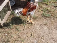Chickens — الصورة 2