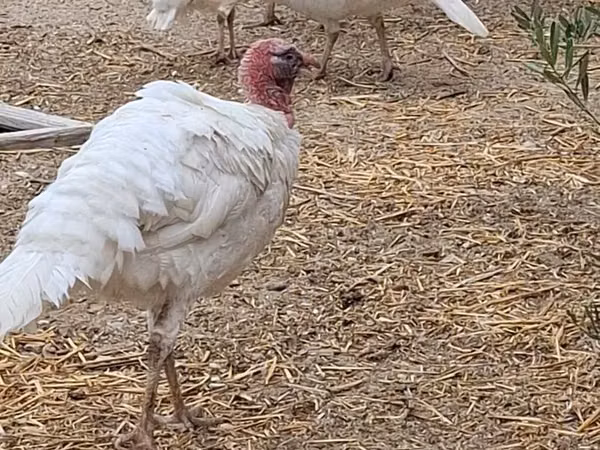 Turkeys