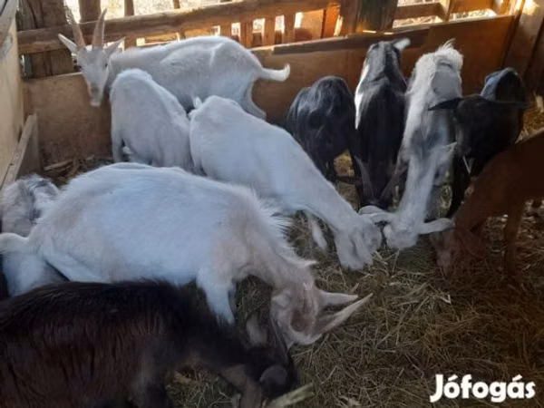 Billy Goat, Goats