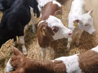 Skot (série, pohlaví neuvedeno), Simmental cattle — foto 1