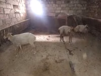 Koyun, Koyunlar — foto 3