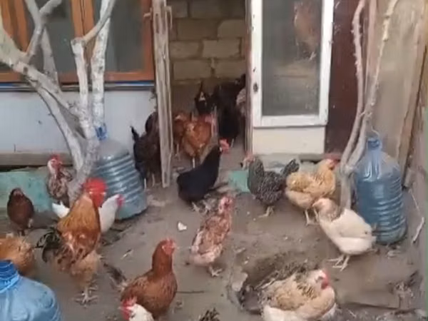 Chickens — Ozarbayjon