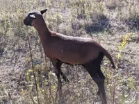 Owca, Cameroon sheep — zdjęcie 4
