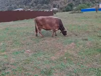 Krava, Skot — foto 4