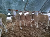 Qoyun, Ile-de-France sheep — foto 1