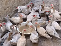 Guinea fowl — photo 1