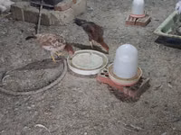 Chickens — foto 3