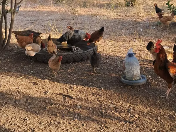 Chickens