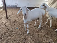 ஆண் ஆடு, ஆடுகள் — புகைப்படம் 5