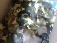 Ducks — foto 1