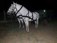 Aygır, Atlar — foto 1