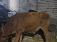 गाय, मवेशी — फ़ोटो 4