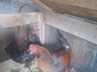 Chickens — photo 1