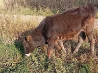 Vaca, Raça Alatau — foto 1