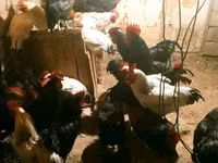 Chickens — 2-rasm