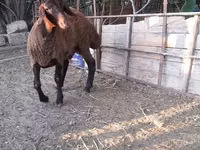 பெண் ஆடு, Blackheaded Persian sheep — புகைப்படம் 6