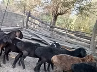 羊（ロット、性別未指定）, Hissar sheep — 写真 4