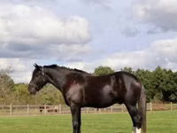 Cavalo, Percheron — foto 2