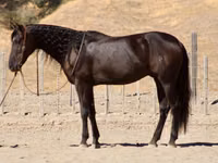 ცხენი, Friesian — ფოტო 1