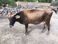 பசு, அபர்டீன் - ஆங்கஸ் — புகைப்படம் 4