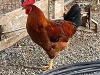 Chickens — الصورة 5