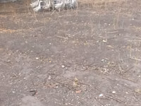 Geese — புகைப்படம் 3