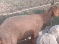 *🐏 SATILIR - Tumluq Qoç* ✅ 1 baş - Tumluq qoç ✅ Sağlam, baxımlı — Foto 2