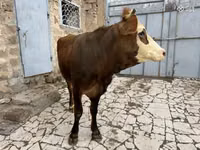 Sigir, Simmental cattle — 7-rasm