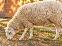 ცხვარი, British  Milksheep — ფოტო 2