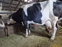 Vache, Russian Black pied cattle — photo 3
