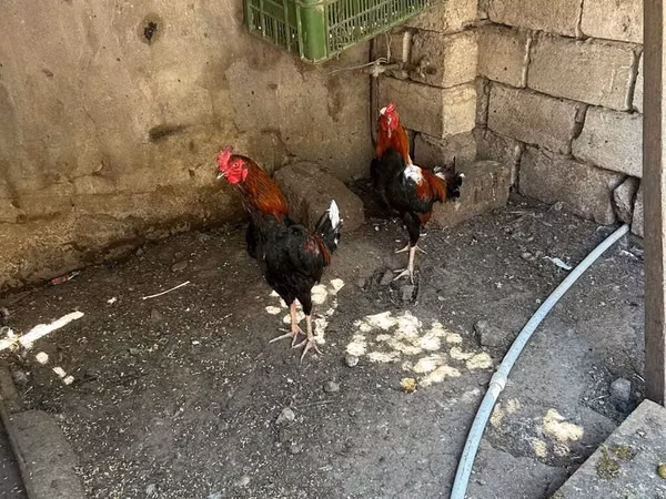 Chickens — Azerbejdżan