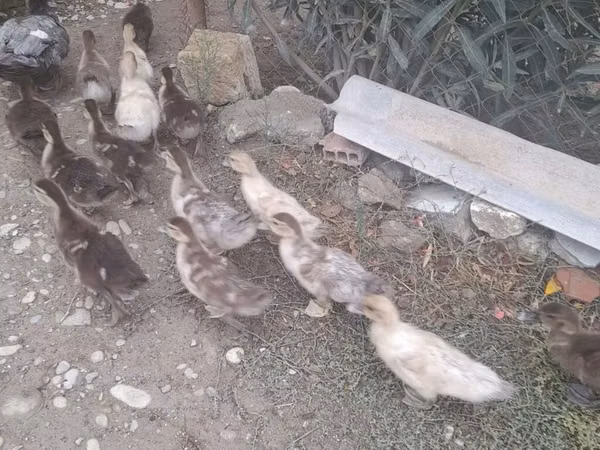Ducks — Azerbaïdjan