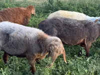 母羊, Sheep — 照片 4