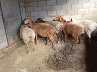 母羊, Sheep — 照片 5
