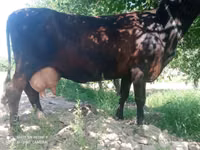 Krava, Skot — foto 2