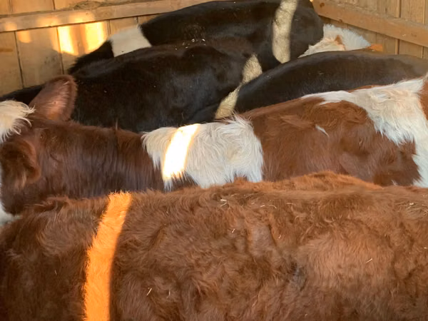 İribuynuzlu mal-qara (partiya, cinsi göstərilməyib), Simmental cattle