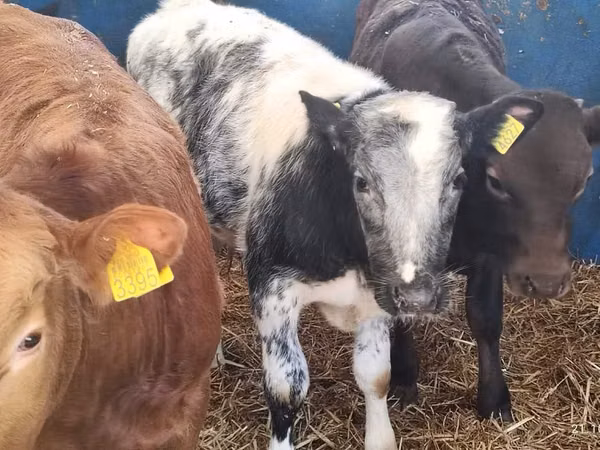 ثور, Simmental cattle