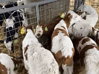 Bull, Simmental cattle — photo 5