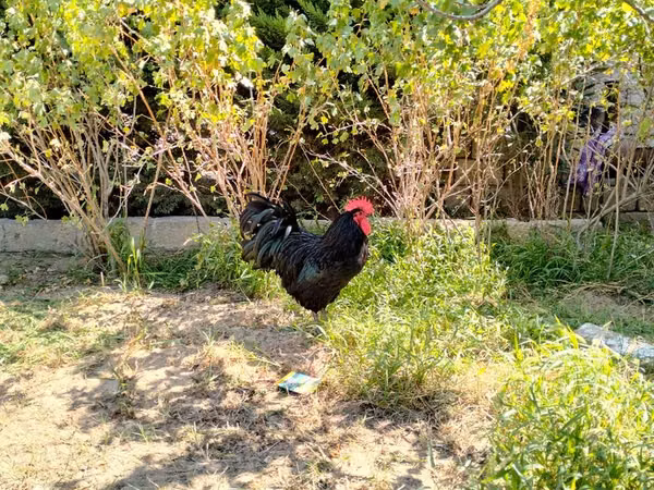 ऑस्ट्रेलियन पिट गेम फाउल